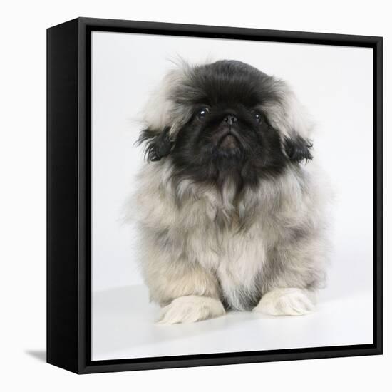 Pekingese, Front-View, Studio Shot-null-Framed Stretched Canvas