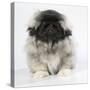 Pekingese, Front-View, Studio Shot-null-Stretched Canvas