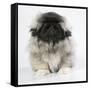 Pekingese, Front-View, Studio Shot-null-Framed Stretched Canvas