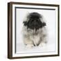 Pekingese, Front-View, Studio Shot-null-Framed Premium Photographic Print