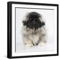 Pekingese, Front-View, Studio Shot-null-Framed Premium Photographic Print