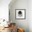 Pekingese, Front-View, Studio Shot-null-Framed Premium Photographic Print displayed on a wall