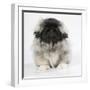 Pekingese, Front-View, Studio Shot-null-Framed Premium Photographic Print