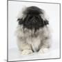 Pekingese, Front-View, Studio Shot-null-Mounted Premium Photographic Print