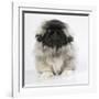 Pekingese, Front-View, Studio Shot-null-Framed Photographic Print