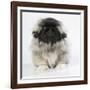 Pekingese, Front-View, Studio Shot-null-Framed Photographic Print