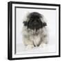 Pekingese, Front-View, Studio Shot-null-Framed Photographic Print