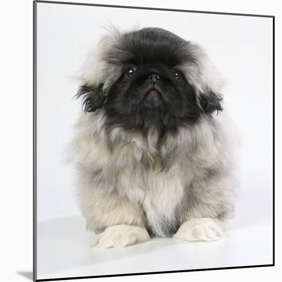 Pekingese, Front-View, Studio Shot-null-Mounted Photographic Print