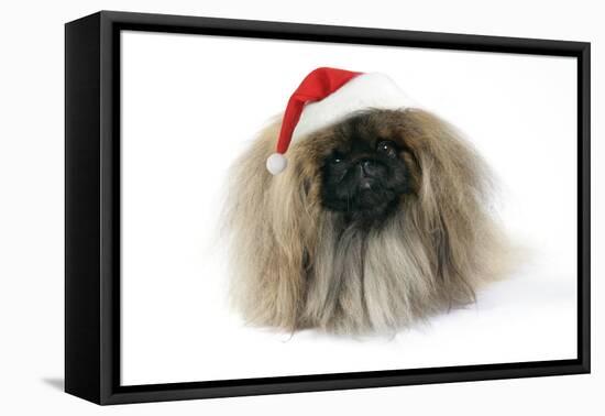 Pekingese in Christmas Hat-null-Framed Stretched Canvas