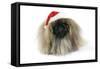 Pekingese in Christmas Hat-null-Framed Stretched Canvas