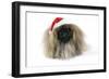 Pekingese in Christmas Hat-null-Framed Premium Photographic Print