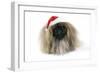 Pekingese in Christmas Hat-null-Framed Premium Photographic Print