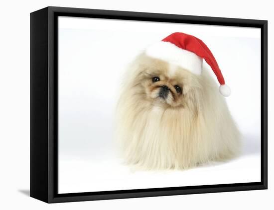 Pekingese in Christmas Hat-null-Framed Stretched Canvas