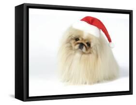 Pekingese in Christmas Hat-null-Framed Stretched Canvas