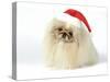 Pekingese in Christmas Hat-null-Stretched Canvas