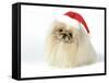 Pekingese in Christmas Hat-null-Framed Stretched Canvas