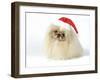 Pekingese in Christmas Hat-null-Framed Photographic Print