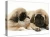 Pekingese Pup with English Mastiff Puppy-Jane Burton-Stretched Canvas