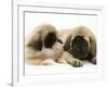 Pekingese Pup with English Mastiff Puppy-Jane Burton-Framed Photographic Print