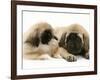 Pekingese Pup with English Mastiff Puppy-Jane Burton-Framed Photographic Print