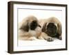 Pekingese Pup with English Mastiff Puppy-Jane Burton-Framed Photographic Print