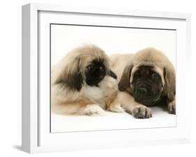 Pekingese Pup with English Mastiff Puppy-Jane Burton-Framed Photographic Print