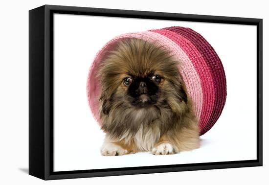 Pekingese Puppy in Studio in Pink Raffia Pot-null-Framed Stretched Canvas