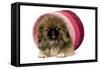 Pekingese Puppy in Studio in Pink Raffia Pot-null-Framed Stretched Canvas