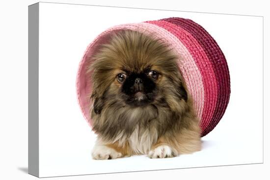 Pekingese Puppy in Studio in Pink Raffia Pot-null-Stretched Canvas