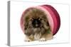 Pekingese Puppy in Studio in Pink Raffia Pot-null-Stretched Canvas