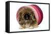 Pekingese Puppy in Studio in Pink Raffia Pot-null-Framed Stretched Canvas