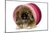 Pekingese Puppy in Studio in Pink Raffia Pot-null-Mounted Premium Photographic Print