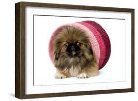 Pekingese Puppy in Studio in Pink Raffia Pot-null-Framed Photographic Print