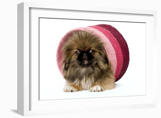 Pekingese Puppy in Studio in Pink Raffia Pot-null-Framed Photographic Print