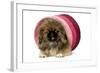 Pekingese Puppy in Studio in Pink Raffia Pot-null-Framed Photographic Print