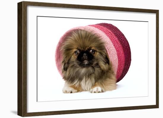 Pekingese Puppy in Studio in Pink Raffia Pot-null-Framed Photographic Print