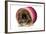 Pekingese Puppy in Studio in Pink Raffia Pot-null-Framed Photographic Print