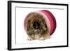 Pekingese Puppy in Studio in Pink Raffia Pot-null-Framed Photographic Print