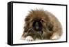 Pekingese Puppy in Studio-null-Framed Stretched Canvas