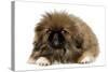 Pekingese Puppy in Studio-null-Stretched Canvas