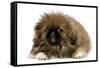 Pekingese Puppy in Studio-null-Framed Stretched Canvas