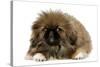 Pekingese Puppy in Studio-null-Stretched Canvas