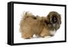 Pekingese Puppy in Studio-null-Framed Stretched Canvas