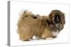 Pekingese Puppy in Studio-null-Stretched Canvas