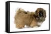 Pekingese Puppy in Studio-null-Framed Stretched Canvas