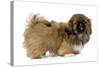 Pekingese Puppy in Studio-null-Stretched Canvas