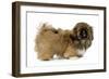 Pekingese Puppy in Studio-null-Framed Premium Photographic Print