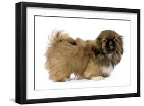 Pekingese Puppy in Studio-null-Framed Premium Photographic Print