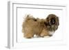 Pekingese Puppy in Studio-null-Framed Premium Photographic Print