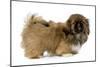 Pekingese Puppy in Studio-null-Mounted Premium Photographic Print